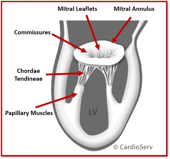 mitral valve apparatus